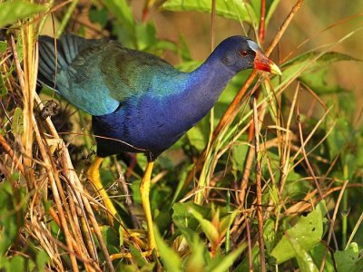 Purple gallinule (Porphyrio martinica)