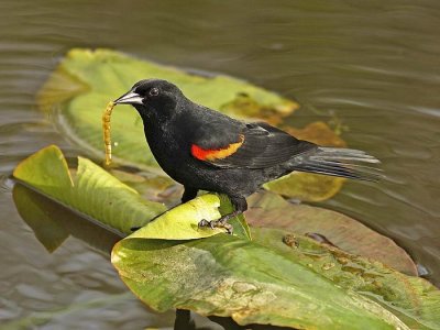 Red-winged blackbird with prey (Agelaius phoeniceus)