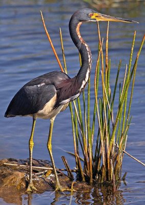 Tricolored heron (Egretta tricolor)