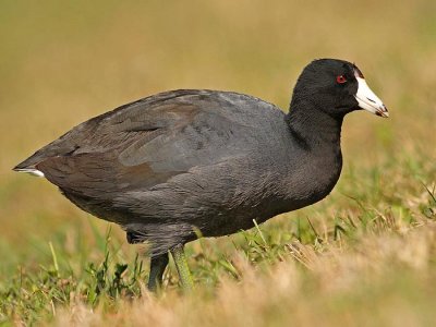 American coot (Fulica americana)
