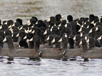 Flock of coots (Fulica americana)