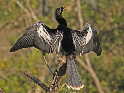 Anhinga (Anhinga anhinga)