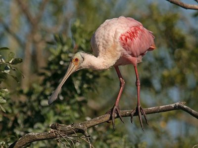 Roseate spoonbill (Platalea ajaja)