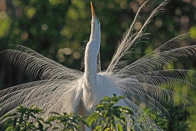 Great egret displaying (Egretta alba)