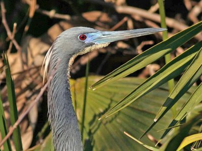 Tricolored heron breeding colors (Egretta tricolor)