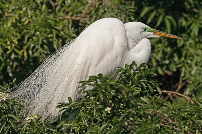 Great egret (Egretta alba)