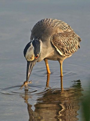 Yellow-crowned night-heron with small crab (Nyctanassa violacea)