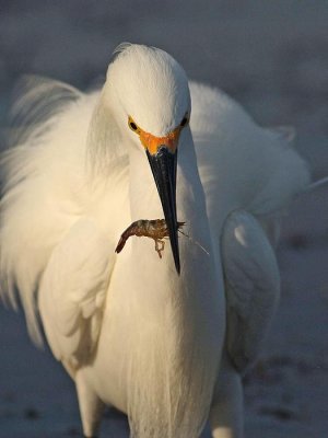 Snowy egret with krill