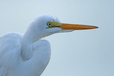 Great egret portrait