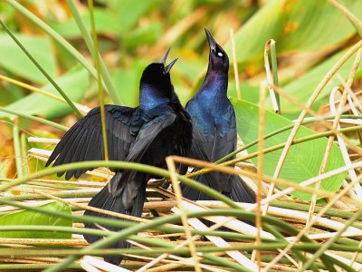 Boat-tailed grackles