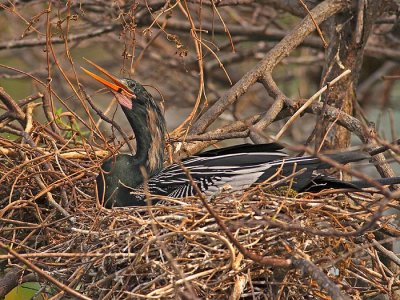 Anhinga in the nest