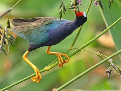 Purple gallinule foraging