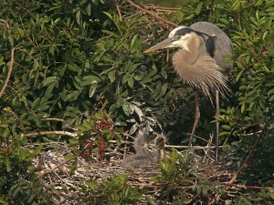 Great blue heron nest