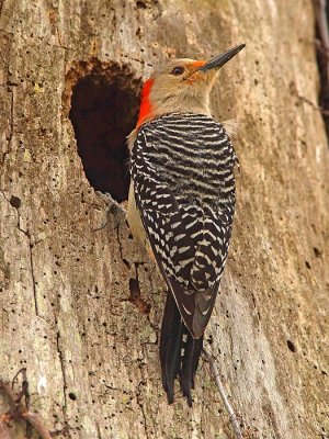 Red-bellied woodpecker