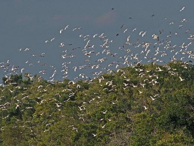 Floc k of white ibis