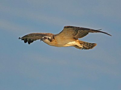 Young osprey in flight