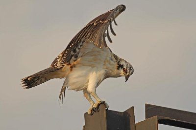 Young osprey