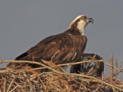 Osprey female at nest 1