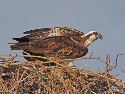 Osprey female at nest 2