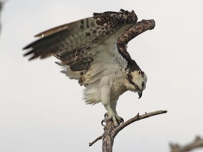 Osprey roost 1