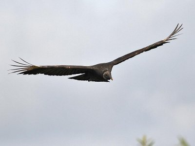 Black vulture (Coragyps atratus)