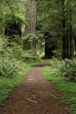 Redwood trail .jpg