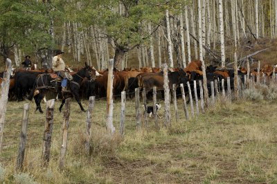 Driving the cows along the fenceline .jpg