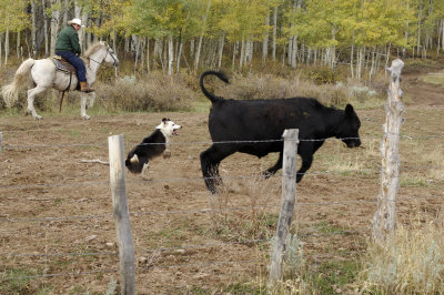 Cattle dog at work .jpg