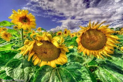 SunFlowers -HDR-