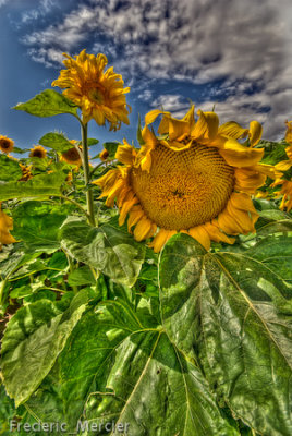 SunFlowers -HDR-