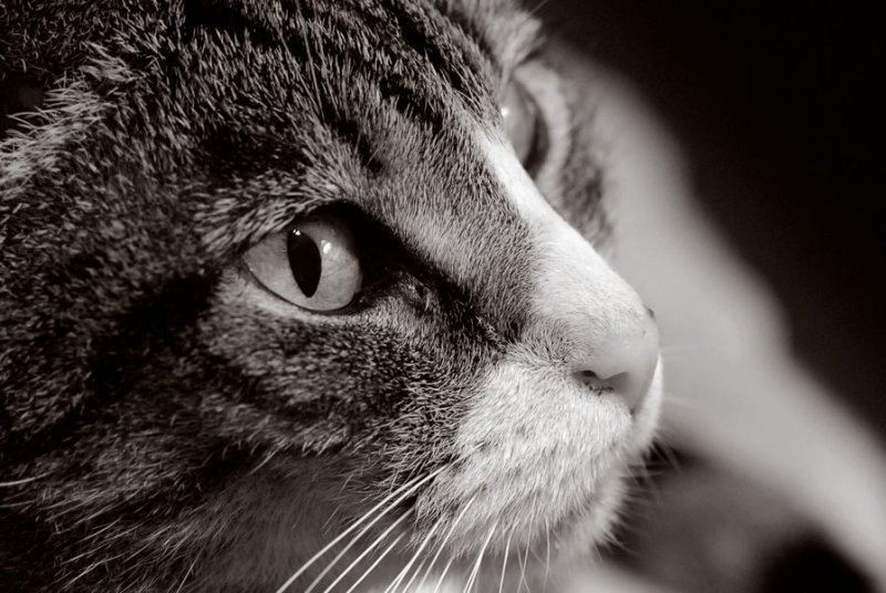 profile
