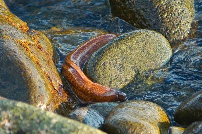 seawall eel