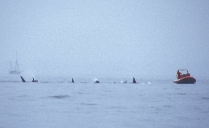 Orcas near Vancouver.tif