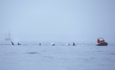Orcas near Vancouver.tif