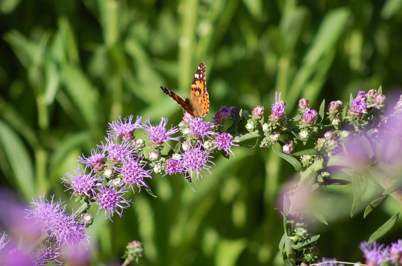 Liatris