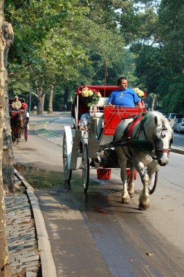 hard working horse