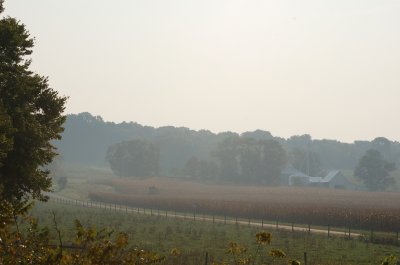 Mist in the fields