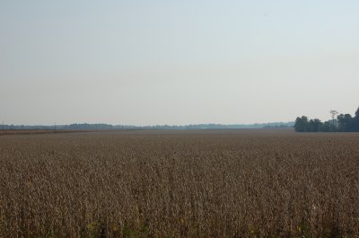 Miles of soy beans