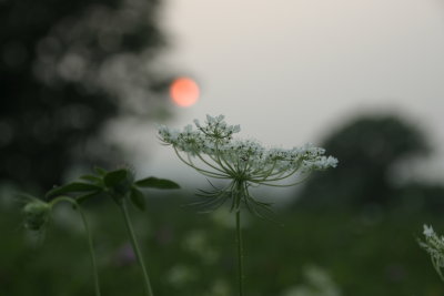 IMG_2216. Queen Annes Lace at Sunset