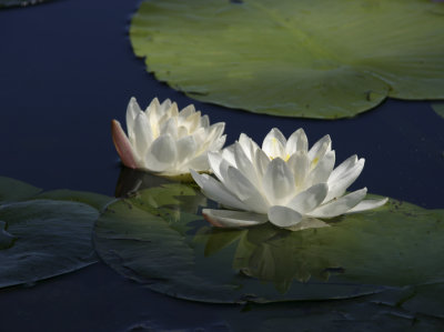 IMG_4186_White Pond Lillies