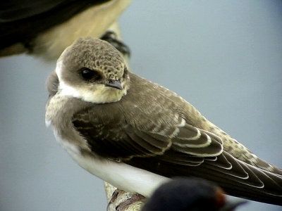 Backsvala Sand Martin Riparia riparia