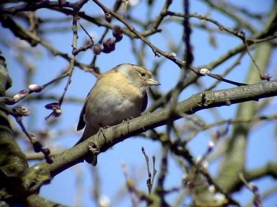 Bergfink Brambling Fringilla montifringilla