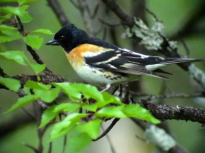 Bergfink Brambling Fringilla montifringilla