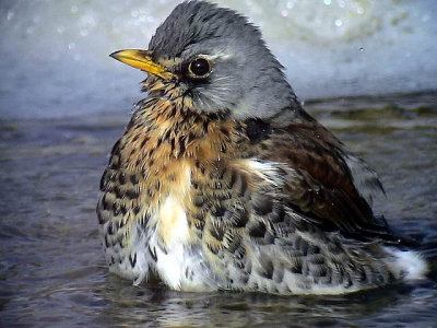 Bjrktrast  Fieldfare  Turdus pilaris