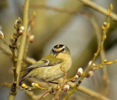 Brandkronad kungsfgel Firecrest Regulus ignicapillus