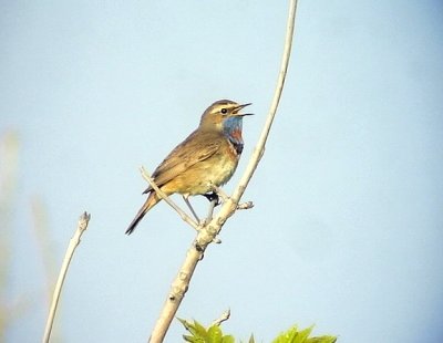 Blhake Bluethroat Luscinia svecica