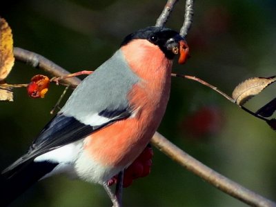 Domherre Bullfinch Pyrrhula pyrrhula