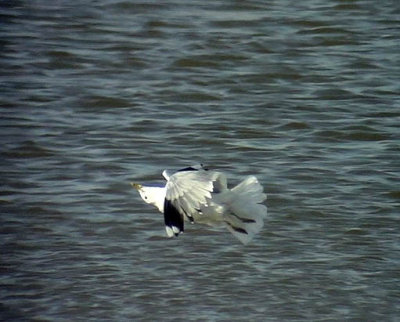 Fiskms Larus canus Common gull