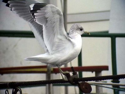 Fiskms Common gull Larus canus