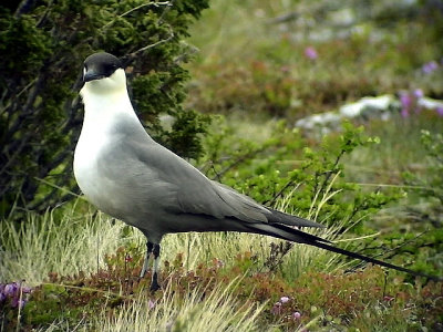 Fjllabb Long-tailed skua Stercorarius longicaudus